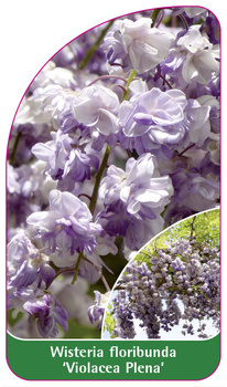 Wisteria floribunda 'Violacea Plena'