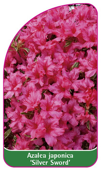 Azalea japonica 'Silver Sword'
