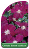 Clematis 'Ernest Markham'