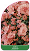 Azalea 'Marielle'