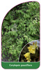Corylopsis pauciflora