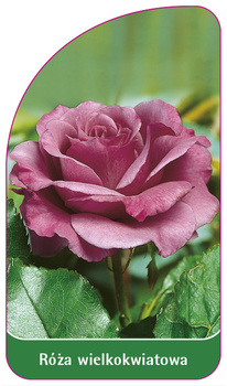 Róza wielkokwiatowa Nr. 211