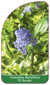 Ceanothus thyrisflorus 'El Dorado'