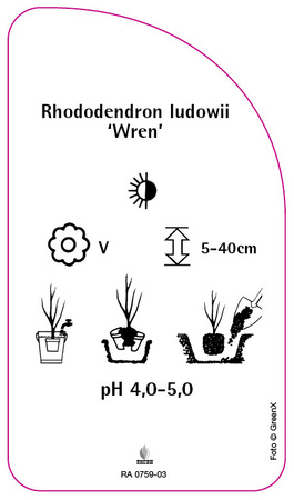 Rhododendron ludowii 'Wren'