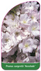 Prunus sargentii 'Accolade'