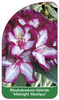 Rhododendron-Hybride 'Midnight Mystique'
