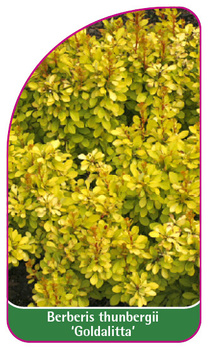 Berberis thunbergii 'Goldalitta'