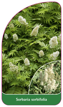 Sorbaria sorbifolia