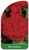 Park rose nr. 411