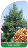 Sorbus arnoldiana 'Golden Wonder'