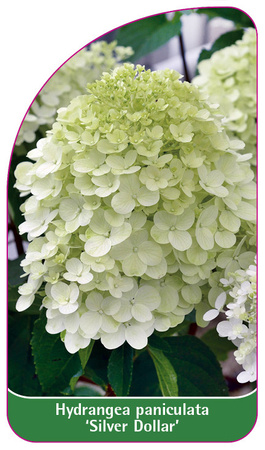 Hydrangea paniculata 'Silver Dollar'