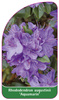 Rhododendron augustinii 'Aquamarin'