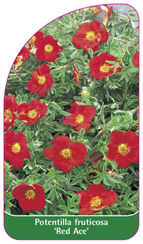 Potentilla fruticosa 'Red Ace'