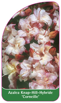 Azalea Knap-Hill-Hybride 'Corneille'