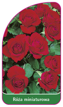 Róza miniaturowa