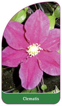Clematis