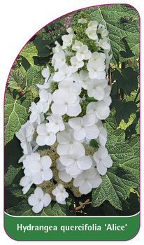 Hydrangea quercifolia 'Alice'