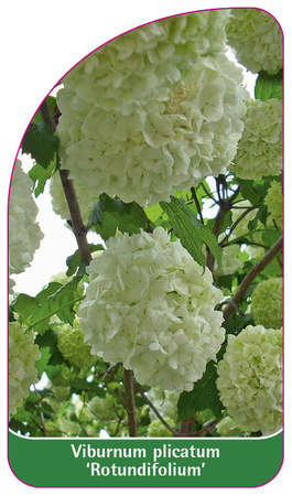 Viburnum plicatum 'Rotundifolium'