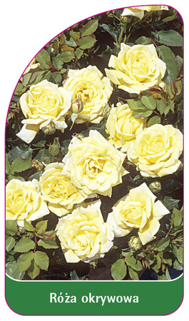 Róza okrywowa