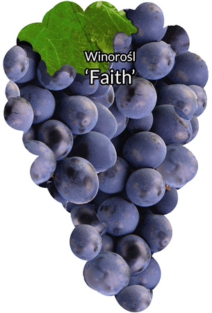 Winorośl Faith