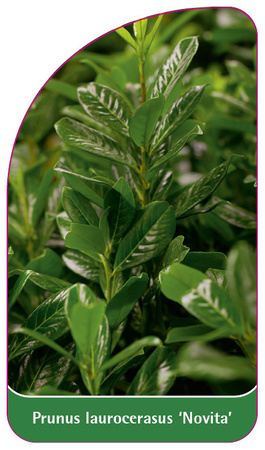 Prunus laurocerasus 'Novita'