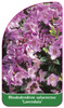 Rhododendron saluenense 'Lavendula'
