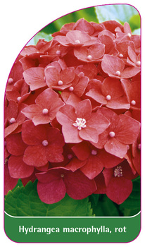 Hydrangea macrophylla, rot