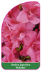 Azalea japonica 'Rokoko'