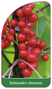 Schisandra chinensis