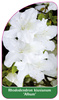 Rhododendron  kiusianum 'Album'