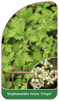 Stephanandra incisa 'Crispa'