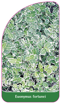 Euonymus fortunei