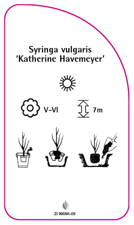 Syringa vulgaris 'Katherine Havemeyer'