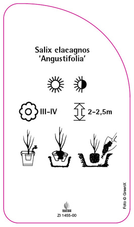 Salix elaeagnos 'Angustifolia'
