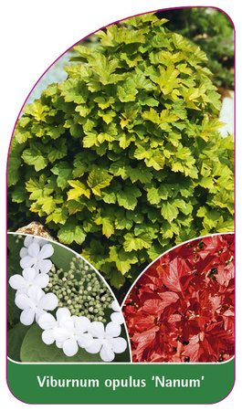 Viburnum opulus 'Nanum'