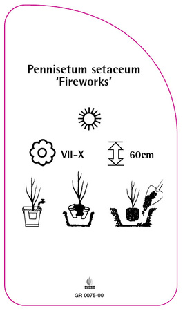 Pennisetum setaceum 'Fireworks'