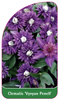 Clematis 'Vyvyan Pennell'