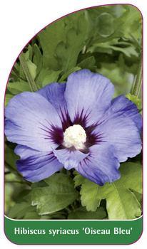 Hibiscus syriacus 'Oiseau Bleu'