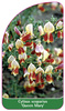Cytisus scoparius 'Queen Mary'