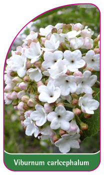 Vibrunum carlcephalum