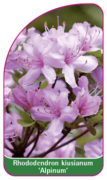 Rhododendron kiusuanum 'Alpinum'