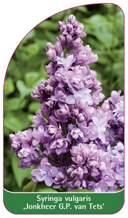 Syringa vulgaris 'Jonkheer G.P. van Tets'