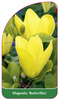 Magnolia 'Butterflies'
