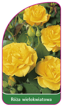 Vícekvětá růže č. 259 A