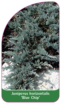 Juniperus horizontalis 'Blue Chip'