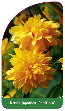 Kerria japonica 'Peniflora'