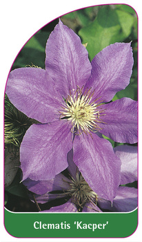 Clematis 'Kacper'