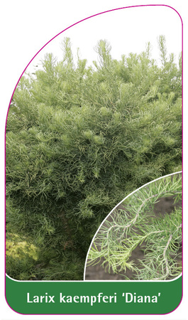 Larix kaempferi 'Diana'