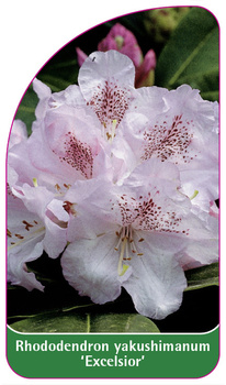 Rhododendron yakushimanum 'Excelsior'