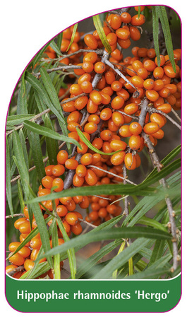Hippophae rhamnoides 'Hergo'